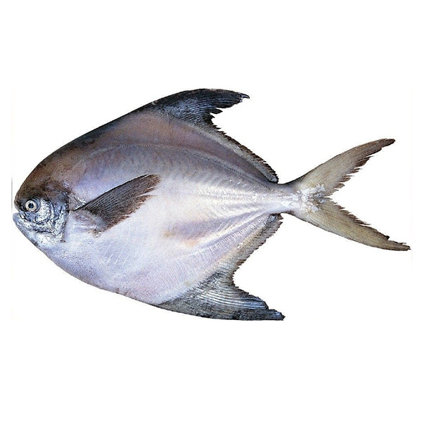 扁魚